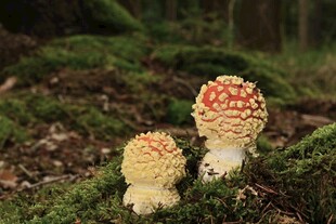 林间幼嫩毒蝇伞
