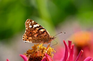 蝴蝶停栖红花上