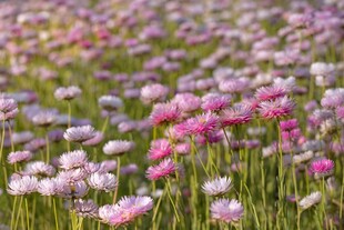 柔焦朦胧粉紫花田