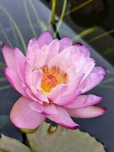睡莲
