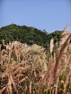 秋日芒草