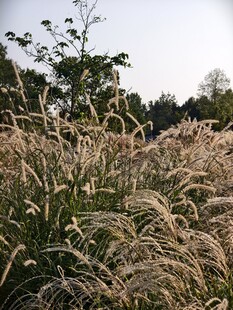 秋日芒草