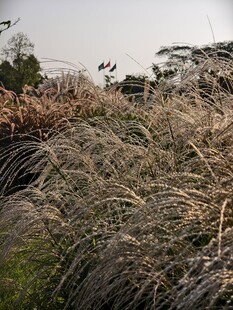 秋日芒草