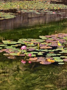 睡莲池