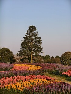 秋日五彩花海