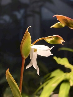 瓶子草开花