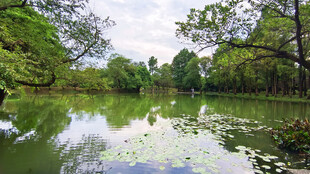 湖畔绿树自然美景