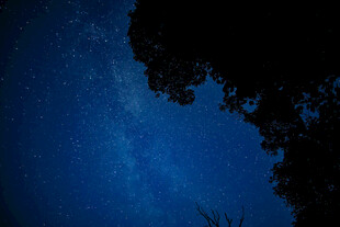 深蓝夜幕下的树影