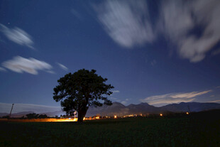 暮色郊野孤树夜景