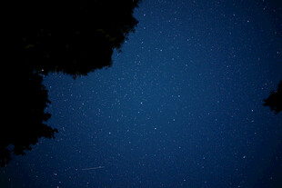 深蓝夜空树影剪影