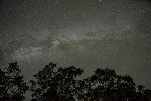 阴沉夜空下的树影