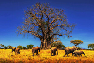 非洲草原象群与猴面包树
