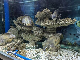 水族箱珊瑚造景
