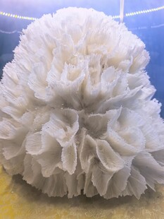 白色海底珊瑚特写