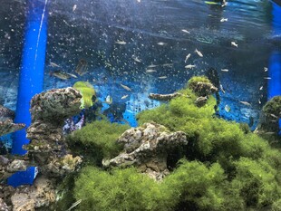 水族馆水下鱼群景观