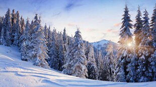 冬日雪林日出美景