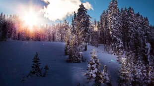 冬日雪林日出美景