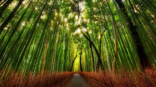 林间阳光小径美景