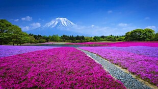 富士山芝樱花海美景