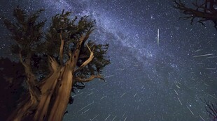 风雨夜湖边树木水景