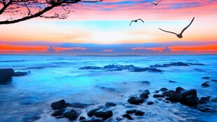 海边日落飞鸟美景