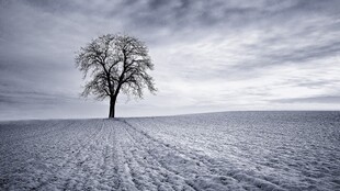 雪原孤树冬日风光