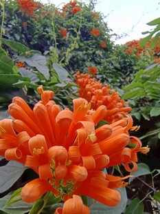 盛放橙色炮仗花
