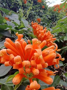 橙红艳丽鲜花特写