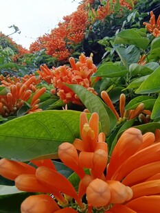 橙红炮仗花盛放景致