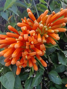 橙色炮仗花簇特写