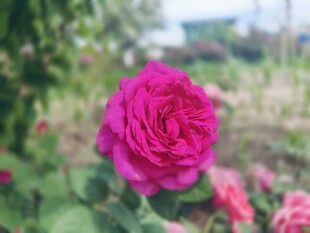 玫红色玫瑰花
