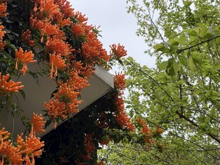 檐边红花绿树