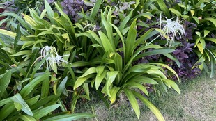 绿植丛中花卉