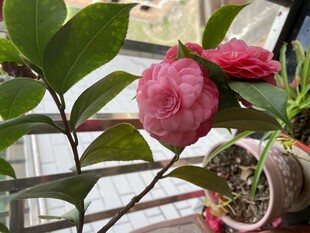 窗边粉色山茶花