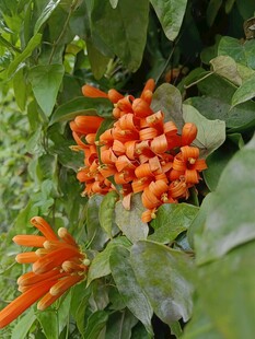 绿叶间橙色花簇