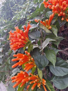 盛放的橙红炮仗花