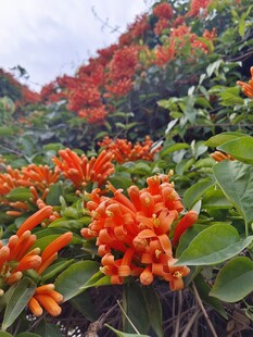 成片盛开炮仗花