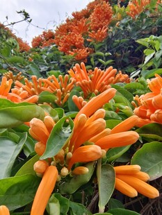 盛放的橙色炮仗花
