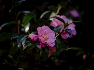 朦胧粉紫色花卉