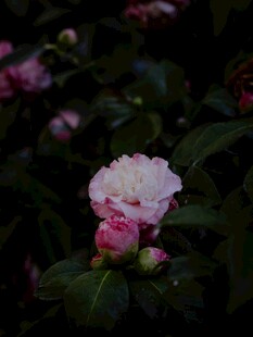 暗调柔焦粉花特写