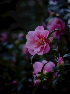 朦胧粉花柔焦特写