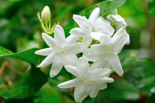 洁白茉莉花簇特写