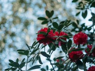枝头盛放红色杜鹃花