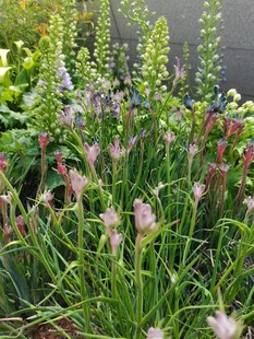 庭院草本花卉景观