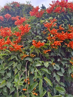 成片盛放的炮仗花