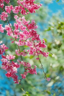 春日柔焦粉花美景