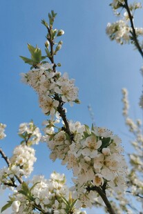 蓝天映衬春日白花枝