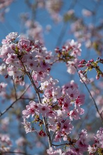 春日粉花映蓝天