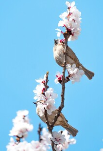 蓝天春枝