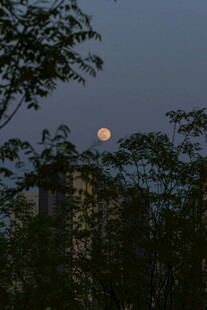 树间满月朦胧夜景